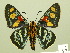 ( - HESP-EB 00-418)  @14 [ ] Copyright (2010) Unspecified Research Collection of Ernst Brockmann