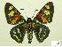  (Mimoniades montana - HESP-EB 00-418)  @14 [ ] Copyright (2010) Unspecified Research Collection of Ernst Brockmann