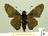  ( - HESP-EB 00-421)  @13 [ ] Copyright (2010) Unspecified Research Collection of Ernst Brockmann