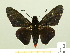  ( - HESP-EB 00-421)  @14 [ ] Copyright (2010) Unspecified Research Collection of Ernst Brockmann