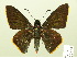  ( - HESP-EB 00-438)  @13 [ ] Copyright (2010) Ersnt Brockmann Research Collection of Ernst Brockmann