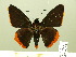  ( - HESP-EB 00-445)  @14 [ ] Copyright (2010) Ersnt Brockmann Research Collection of Ernst Brockmann