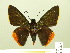  (Pyrrhopyge - HESP-EB 00-447)  @15 [ ] Copyright (2010) Ersnt Brockmann Research Collection of Ernst Brockmann