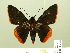  (Pyrrhopyge schausi - HESP-EB 00-449)  @14 [ ] Copyright (2010) Ersnt Brockmann Research Collection of Ernst Brockmann