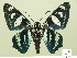  ( - HESP-EB 00 524)  @15 [ ] Copyright (2010) Unspecified Research Collection of Ernst Brockmann