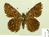  (Cogia sp - HESP-EB 00 528)  @13 [ ] Copyright (2010) Unspecified Research Collection of Ernst Brockmann