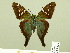  ( - HESP-EB 00 529)  @14 [ ] Copyright (2010) Unspecified Research Collection of Ernst Brockmann