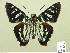  ( - HESP-EB 00 538)  @14 [ ] Copyright (2010) Unspecified Research Collection of Ernst Brockmann