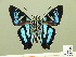  ( - HESP-EB 00 539)  @15 [ ] Copyright (2010) Unspecified Research Collection of Ernst Brockmann