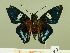  (Tarsoctenus plutia - HESP-EB 00 547)  @14 [ ] Copyright (2010) Unspecified Research Collection of Ernst Brockmann