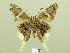  ( - HESP-EB 00 554)  @13 [ ] Copyright (2010) Unspecified Research Collection of Ernst Brockmann
