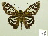  (Phanus albiapicalis - HESP-EB 00 556)  @13 [ ] Copyright (2010) Unspecified Research Collection of Ernst Brockmann