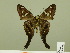  ( - HESP-EB 00 557)  @13 [ ] Copyright (2010) Unspecified Research Collection of Ernst Brockmann