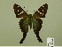  ( - HESP-EB 00 557)  @13 [ ] Copyright (2010) Unspecified Research Collection of Ernst Brockmann