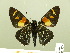  ( - HESP-EB 00 577)  @13 [ ] Copyright (2010) Unspecified Research Collection of Ernst Brockmann