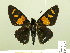  (Elbella iphinous - HESP-EB 00 577)  @14 [ ] Copyright (2010) Unspecified Research Collection of Ernst Brockmann