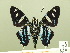 ( - HESP-EB 00 579)  @13 [ ] Copyright (2010) Unspecified Research Collection of Ernst Brockmann