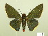  (Elbella - HESP-EB 00 580)  @15 [ ] Copyright (2010) Unspecified Research Collection of Ernst Brockmann