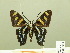  ( - HESP-EB 00 581)  @13 [ ] Copyright (2010) Unspecified Research Collection of Ernst Brockmann