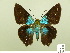  ( - HESP-EB 00 590)  @14 [ ] Copyright (2010) Unspecified Research Collection of Ernst Brockmann