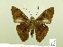  ( - HESP-EB 00 591)  @14 [ ] Copyright (2010) Unspecified Research Collection of Ernst Brockmann