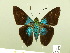  ( - HESP-EB 00 591)  @14 [ ] Copyright (2010) Unspecified Research Collection of Ernst Brockmann