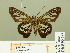  ( - HESP-EB 00 699)  @14 [ ] Copyright (2010) Unspecified Research Collection of Ernst Brockmann