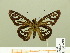  ( - HESP-EB 00 699)  @14 [ ] Copyright (2010) Unspecified Research Collection of Ernst Brockmann