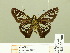  ( - HESP-EB 00 700)  @13 [ ] Copyright (2010) Unspecified Research Collection of Ernst Brockmann