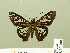  ( - HESP-EB 00 700)  @14 [ ] Copyright (2010) Unspecified Research Collection of Ernst Brockmann
