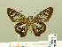  ( - HESP-EB 00 701)  @14 [ ] Copyright (2010) Unspecified Research Collection of Ernst Brockmann
