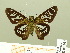  ( - HESP-EB 00 701)  @14 [ ] Copyright (2010) Unspecified Research Collection of Ernst Brockmann