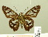  (Phanus vitreus - HESP-EB 00 702)  @14 [ ] Copyright (2010) Unspecified Research Collection of Ernst Brockmann