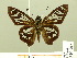  ( - HESP-EB 00 702)  @14 [ ] Copyright (2010) Unspecified Research Collection of Ernst Brockmann