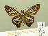  ( - HESP-EB 00 704)  @14 [ ] Copyright (2010) Unspecified Research Collection of Ernst Brockmann
