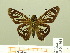  ( - HESP-EB 00 704)  @14 [ ] Copyright (2010) Unspecified Research Collection of Ernst Brockmann