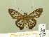  ( - HESP-EB 00 705)  @14 [ ] Copyright (2010) Unspecified Research Collection of Ernst Brockmann