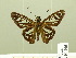  ( - HESP-EB 00 705)  @14 [ ] Copyright (2010) Unspecified Research Collection of Ernst Brockmann