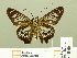  ( - HESP-EB 00 706)  @14 [ ] Copyright (2010) Unspecified Research Collection of Ernst Brockmann