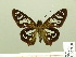  (Phanus ecitonorum - HESP-EB 00 718)  @14 [ ] Copyright (2010) Unspecified Research Collection of Ernst Brockmann