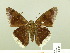  ( - HESP-EB 00 721)  @13 [ ] Copyright (2010) Unspecified Research Collection of Ernst Brockmann