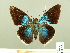  ( - HESP-EB 00 721)  @13 [ ] Copyright (2010) Unspecified Research Collection of Ernst Brockmann