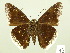  ( - HESP-EB 00 729)  @13 [ ] Copyright (2010) Unspecified Research Collection of Ernst Brockmann