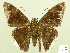  ( - HESP-EB 00 747)  @13 [ ] Copyright (2010) Unspecified Research Collection of Ernst Brockmann