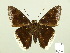  ( - HESP-EB 00 759)  @13 [ ] Copyright (2010) Unspecified Research Collection of Ernst Brockmann