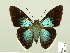  (Astraptes habana - HESP-EB 00 759)  @14 [ ] Copyright (2010) Unspecified Research Collection of Ernst Brockmann