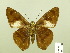  ( - HESP-EB 00 788)  @14 [ ] Copyright (2010) Unspecified Research Collection of Ernst Brockmann