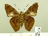  ( - HESP-EB 00 789)  @11 [ ] Copyright (2010) Unspecified Research Collection of Ernst Brockmann