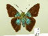  ( - HESP-EB 00 789)  @11 [ ] Copyright (2010) Unspecified Research Collection of Ernst Brockmann