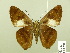  ( - HESP-EB 00 791)  @14 [ ] Copyright (2010) Unspecified Research Collection of Ernst Brockmann